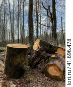 Sawn logs in the forest against the background of trees and clear sky. Forest landscape with a bunch of sawn trees. Sawn off logs in woods. Стоковое фото, фотограф Константин Григорьев / Фотобанк Лори