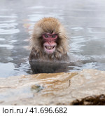 Raging snow monkey (Macaca fuscata) from Jigokudani Monkey Park in Japan, Nagano Prefecture. Japanese macaque sitting in a hot spring. (2010 год). Стоковое фото, фотограф VittoriaChe / Фотобанк Лори