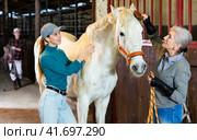 Elderly woman rancher brushing horse in stable while girl braiding mane. Стоковое фото, фотограф Яков Филимонов / Фотобанк Лори