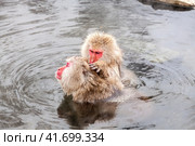 Two Snow monkeys (Macaca fuscata) from Jigokudani Monkey Park in Japan, Nagano Prefecture. Cute Japanese macaque sitting in a hot spring. (2010 год). Стоковое фото, фотограф VittoriaChe / Фотобанк Лори