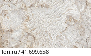 Shelly limestone background bhoto texture. Стоковое фото, фотограф EugeneSergeev / Фотобанк Лори