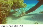 Дайвинг в Красном море.  Колючий аратрон. Стоковое видео, видеограф Галина / Фотобанк Лори