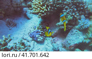 Дайвинг в Красном море.  Клоуны. Немо. Стоковое видео, видеограф Галина / Фотобанк Лори