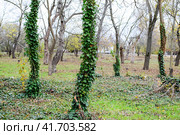 Ivy grows on the trunk of a tree. The plant is a parasite. Ivy poisonous, ivy ordinary. Стоковое фото, фотограф Леонид Еремейчук / Фотобанк Лори