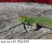 An ordinary quick green lizard. Lizard on the cut of a tree stump. Sand lizard, lacertid lizard. Стоковое фото, фотограф Леонид Еремейчук / Фотобанк Лори