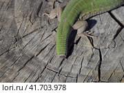 Regeneration of the lizard's tail. An ordinary quick green lizard. Lizard on the cut of a tree stump. Sand lizard, lacertid lizard. Стоковое фото, фотограф Леонид Еремейчук / Фотобанк Лори