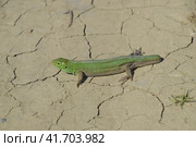 An ordinary quick green lizard. Lizard on dry ground. Sand lizard, lacertid lizard. Стоковое фото, фотограф Леонид Еремейчук / Фотобанк Лори