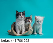 two kittens in a sack and one next to the bag on a turquoise background. Стоковое фото, фотограф Артем Курутин / Фотобанк Лори