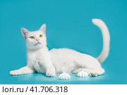 white contented cat lies on a turquoise background next to meringues. Стоковое фото, фотограф Артем Курутин / Фотобанк Лори