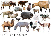 set of farm animals. Стоковое фото, фотограф Яков Филимонов / Фотобанк Лори