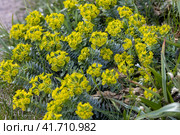Green flowers of Myrtle Euphorbia myrsinites, the myrtle spurge, blue spurge or broad-leaved glaucous-spurge. Стоковое фото, фотограф Ольга Сейфутдинова / Фотобанк Лори