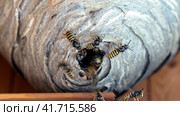 Hornet's nest with wasps, selective focus. Стоковое фото, фотограф Igor Skripachev / Фотобанк Лори