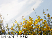 Yellow flowers against a blue sky with a cloud and bright sunshine. Стоковое фото, фотограф Татьяна Лобанова / Фотобанк Лори