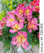 Альстромерия (лат. Alstroemeria) крупным планом. Стоковое фото, фотограф Елена Коромыслова / Фотобанк Лори