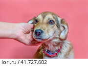 female hand scratches overbred puppy ear. Стоковое фото, фотограф Артем Курутин / Фотобанк Лори
