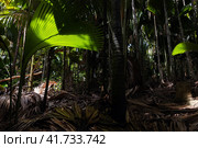 Rain-forest landscape. Palm forest of Vallee de Mai, Praslin island, Seychelles. Стоковое фото, фотограф EugeneSergeev / Фотобанк Лори