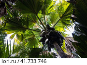 Coco de mer fruits, Lodoicea palm tree. Стоковое фото, фотограф EugeneSergeev / Фотобанк Лори