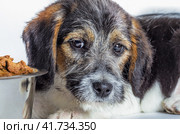 shaggy wire-haired puppy looks at a bowl with food close-up. Стоковое фото, фотограф Артем Курутин / Фотобанк Лори
