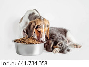 shaggy puppy mongrel with a bowl of dry food. Стоковое фото, фотограф Артем Курутин / Фотобанк Лори