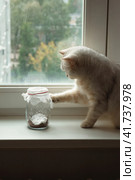 A white British cat plays with a butterfly that flies in a glass jar. Стоковое фото, фотограф Неведицына Елена / Фотобанк Лори