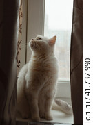 A white fluffy British breed cat is sitting near the window. Стоковое фото, фотограф Неведицына Елена / Фотобанк Лори