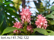 Justicia carnea, the Brazilian plume flower, Brazilian-plume, flamingo flower, or jacobinia plant flowers growing in a botanical garden, close up. Стоковое фото, фотограф Татьяна Терехина / Фотобанк Лори