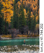 Fisherman catches grayling in a mountain river. Altai fisherman catches grayling in the fast waters of turquoise Argut river surrounded by forest rocks of volcanic origin. Стоковое фото, фотограф Саблин Станислав / Фотобанк Лори