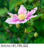 Clematis flower on natural. Стоковое фото, фотограф Андрей Зык / Фотобанк Лори