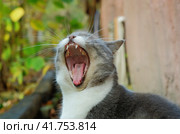 Кошка зевает. Стоковое фото, фотограф Ольга Дмитренко / Фотобанк Лори