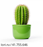 Single cactus in a glossy green pot on a white background. Стоковое AI-изображение, AI-художник Евгений Харитонов / Фотобанк Лори