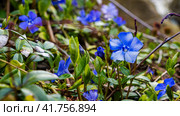 Spring flower Periwinkle Minor. Стоковое фото, фотограф Артем Лукин / Фотобанк Лори