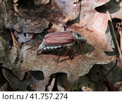 Майский жук среди опавших листьев. Cockchafer on the forest ground. Close up view. Стоковое фото, фотограф Александр Кузнецов / Фотобанк Лори