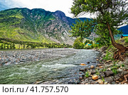 Река Чулышман. Горный Алтай. (2023 год). Редакционное фото, фотограф Макаров Алексей / Фотобанк Лори