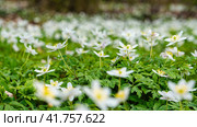 Anemone nemorosa. Стоковое фото, фотограф Артем Лукин / Фотобанк Лори