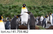 A giant King Penguin Colony at Gold Harbour, South Georgia Island. Стоковое видео, видеограф Vladimir / Фотобанк Лори