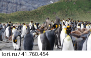 A giant King Penguin Colony at Gold Harbour, South Georgia Island. Стоковое видео, видеограф Vladimir / Фотобанк Лори