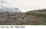 A giant King Penguin Colony at Gold Harbour, South Georgia Island. Стоковое видео, видеограф Vladimir / Фотобанк Лори
