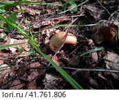 Маленький гриб, свинушка, на лесной подложке. Paxillus mushroom on the forest floor. Стоковое фото, фотограф Александр Кузнецов / Фотобанк Лори