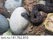 Змея Гадюка Радде Armenian Mountain Adder. Стоковое фото, фотограф Галина Савина / Фотобанк Лори