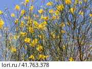 Yellow flowers Spartium or genus with green leaves grows in a garden in summer. Стоковое фото, фотограф Татьяна Куклина / Фотобанк Лори