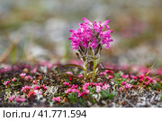 Красивый полевой цветок мытник (Pedicularis). Растения арктической тундры. Природа Сибири и Дальнего Востока России. Малая глубина резкости. Чукотка, России. Арктика. Стоковое фото, фотограф Андрей Степанов / Фотобанк Лори