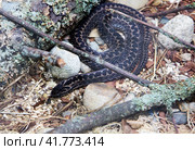 Восточная степная гадюка Steppe Viper. Стоковое фото, фотограф Галина Савина / Фотобанк Лори