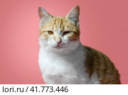 sarcastic red and white cat sitting on a pink background. Стоковое фото, фотограф Артем Курутин / Фотобанк Лори
