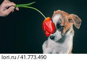 piebald puppy with a tulip flower at dark background. Стоковое фото, фотограф Артем Курутин / Фотобанк Лори