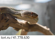 Змея Береговая куфия Shore Pit Viper. Стоковое фото, фотограф Галина Савина / Фотобанк Лори