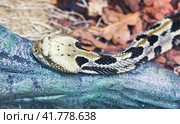 Змея Полосатый гремучник Timber Rattlesnake. Стоковое фото, фотограф Галина Савина / Фотобанк Лори