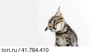 portrait of a gray kitten on a white background close up. Стоковое фото, фотограф Артем Курутин / Фотобанк Лори