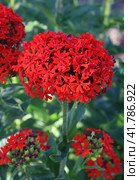 Соцветие лихниса халцедонского (Lychnis chalcedonica) Стоковое фото, фотограф EgleKa / Фотобанк Лори