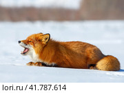 Рыжая лисица (Vulpes). Лиса лежит на снегу и зевает с открытой пастью. Мирное сонное состояние. Арктическая дикая природа. Дикое животное в естественной среде обитания. Природа Чукотки и Сибири. Дальний Восток России. Стоковое фото, фотограф Андрей Степанов / Фотобанк Лори