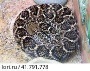 Змея Техасский гремучник Western Diamondback Rattlesnake. Стоковое фото, фотограф Галина Савина / Фотобанк Лори